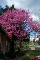 Red Bud Trees