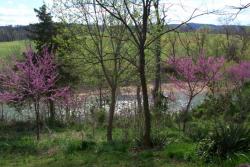 Click to enlarge image  - Red Bud Trees - 